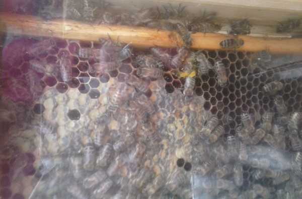 20160403_112636 Custom