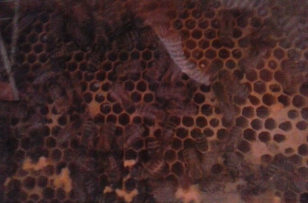 20160530_105536 Custom