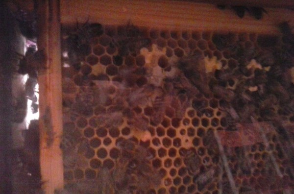 20160530_105548 Custom