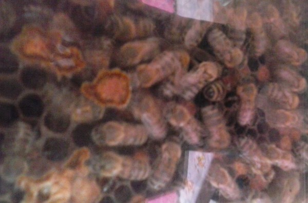 20160530_105632 Custom