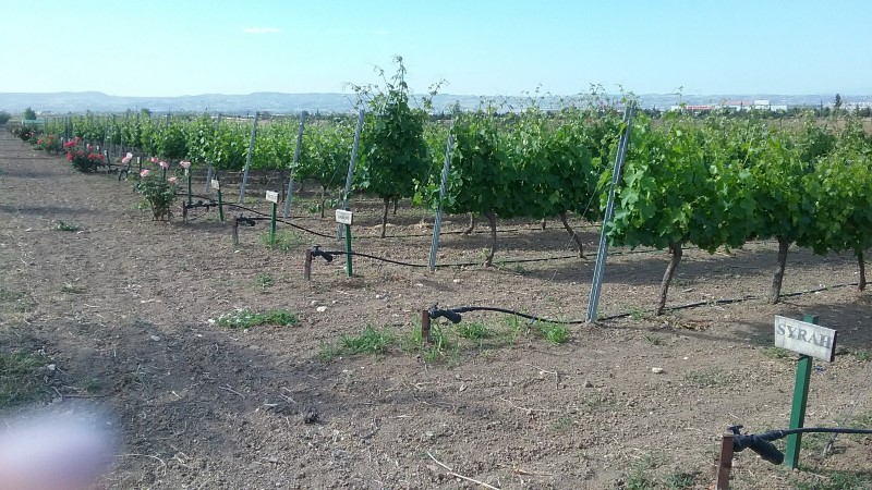 20170508_094243 Custom